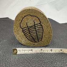Carved Trilobite Boulder – Polished Stone Fossil Sculpture