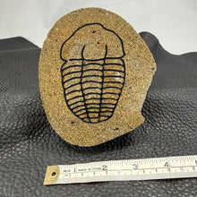 Carved Trilobite Boulder – Polished Stone Fossil Sculpture