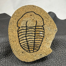 Carved Trilobite Boulder – Polished Stone Fossil Sculpture