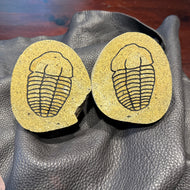 Carved Trilobite Boulder – Polished Stone Fossil Sculpture