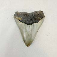 Fossil Megalodon Shark Tooth – 4.5" Tall