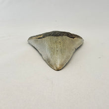 Fossil Megalodon Shark Tooth – 4.5" Tall