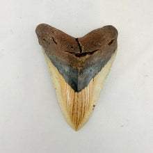 Fossil Megalodon Shark Tooth – 4.5" Tall