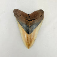 Fossil Megalodon Shark Tooth – 4.5" Tall