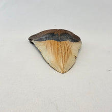 Fossil Megalodon Shark Tooth – 4.5" Tall