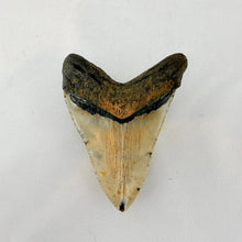 Fossil Megalodon Shark Tooth – 4.5" Tall