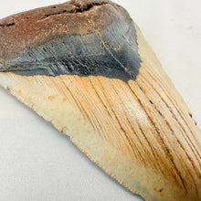 Fossil Megalodon Shark Tooth – 4.5" Tall