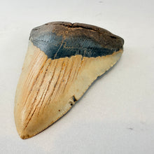 Fossil Megalodon Shark Tooth – 4.5" Tall
