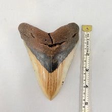 Fossil Megalodon Shark Tooth – 4.5" Tall