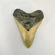 Fossil Megalodon Shark Tooth – 5" Tall - Grade A