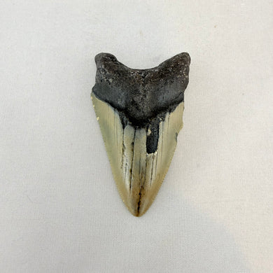 Fossil Megalodon Shark Tooth – 2.9
