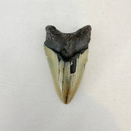 Fossil Megalodon Shark Tooth – 2.9" Tall