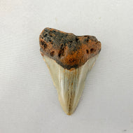 Fossil Megalodon Shark Tooth – 2.64" Tall