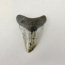Fossil Megalodon Shark Tooth – 2.7" Tall