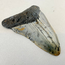 Fossil Megalodon Shark Tooth – 2.7" Tall