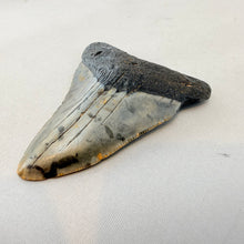 Fossil Megalodon Shark Tooth – 2.7" Tall