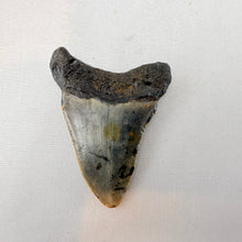 Fossil Megalodon Shark Tooth – 2.7" Tall