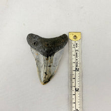 Fossil Megalodon Shark Tooth – 2.7" Tall