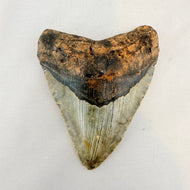 Fossil Megalodon Shark Tooth – 4.75" Tall