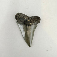 Fossil Mako Shark Tooth – 2.45" Tall