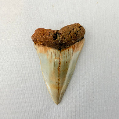 Fossil Mako Shark Tooth – 2.6