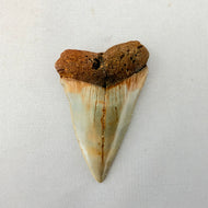 Fossil Mako Shark Tooth – 2.6" Tall