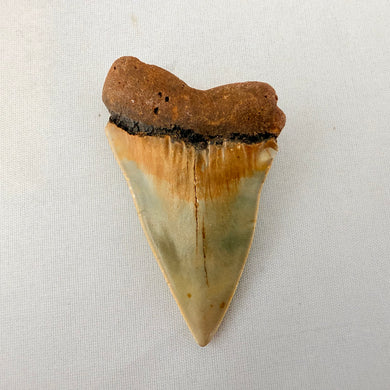 Fossil Mako Shark Tooth – 2.6