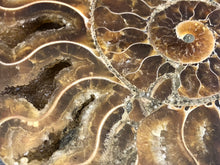 Sliced Ammonite Fossil - 240 grams