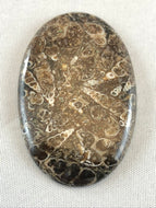 Turritella Agate - Oval Cabochon
