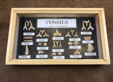 Marine Fossil Box Collection