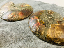 Sliced Ammonite Fossil - 295 grams