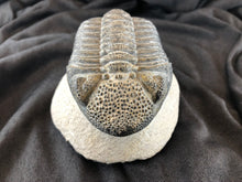 Large Trilobite Fossil