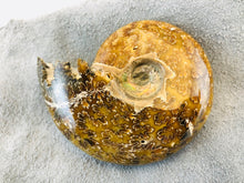 Whole Ammonite Fossil - 150 grams