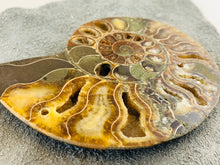 Sliced Ammonite Fossil - 295 grams