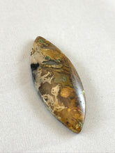 Agatized Petrified Palm Root - Marquise Cabochon - 11.6 grams