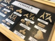 Marine Fossil Box Collection