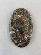 Turritella Agate - Oval Cabochon