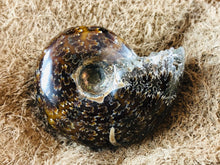 Whole Ammonite Fossil - 105 grams