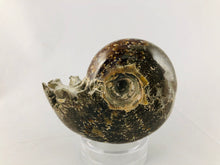 Whole Ammonite Fossil - 200 grams