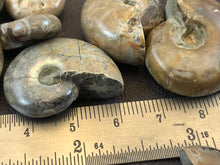 Small Ammonite Fossil - 8.8 grams