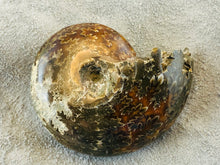 Whole Ammonite Fossil - 160 grams