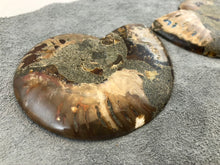 Sliced Ammonite Fossil - 270 grams