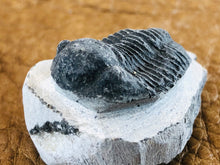 Small Trilobite Fossil