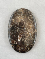 Turritella Agate - Oval Cabochon