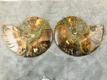 Sliced Ammonite Fossil - 295 grams