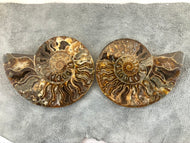 Sliced Ammonite Fossil - 270 grams