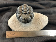 Large Trilobite Fossil