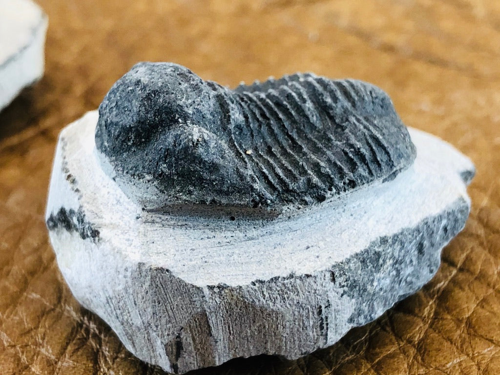 Small Trilobite Fossil