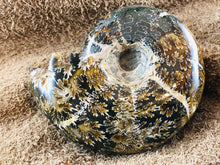 Whole Ammonite Fossil - 330 grams