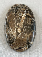Turritella Agate - Oval Cabochon